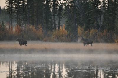 Two Moose in Meadow