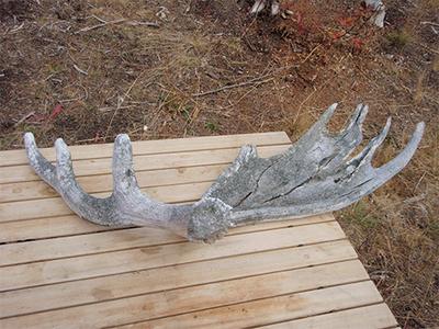 Moose Antler Shed