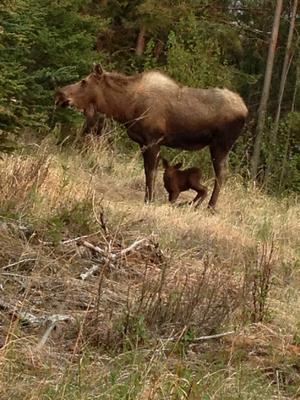 Young Moose Calf <br/> Appears to be standing for the first time