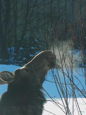 Cow Moose during the Cold Winter