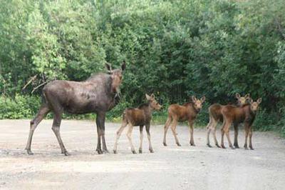 Cow Moose with Four Calves