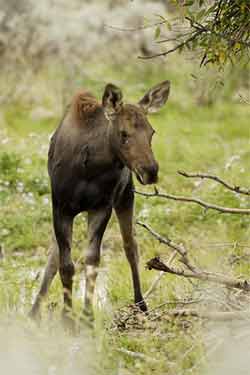 Cute Baby Moose