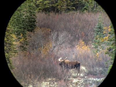 A Yukon Bull Moose