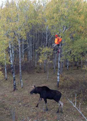 Double Tree Stands for Moose Hunting