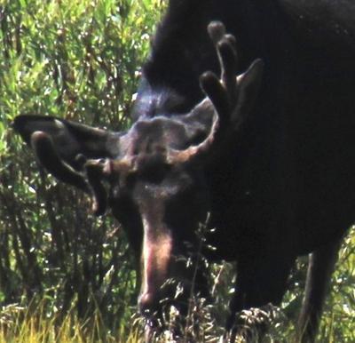 Moose with damaged and deformed antler