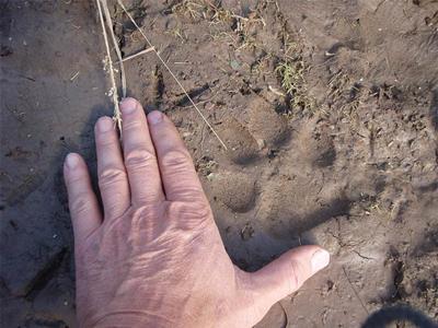 Wolf Track