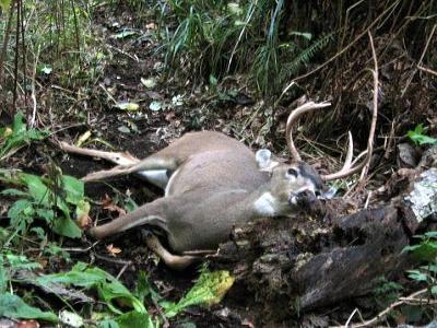 Nice Blacktail buck!