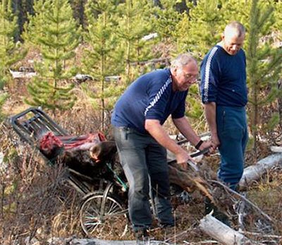 Getting a moose out of the bush using a game cart
