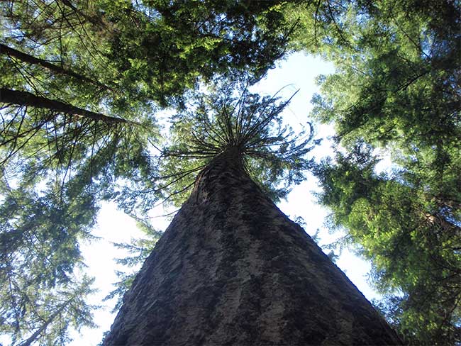 Giant Douglas Fir - Vancouver Hiking Trail