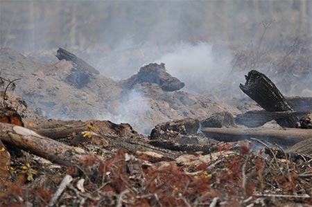 Habitat Destruction Burning