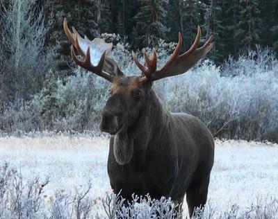 Getting close to a bull moose. (Photo by Ken Leier)