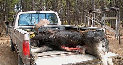 Yes, we do bring our Moose back in one piece!