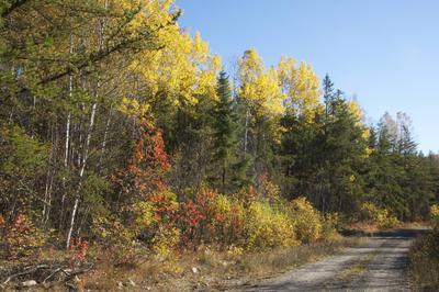 Fall Morning - Something Special to Share