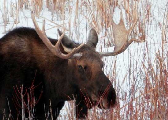 Bull moose during the late season