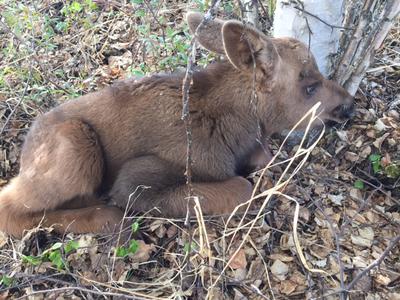 Newborn Moose Calf waits for Mom to Return.