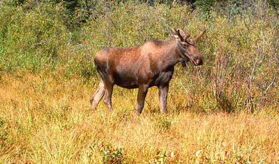 Immature Bull Moose Shows off his Velvet