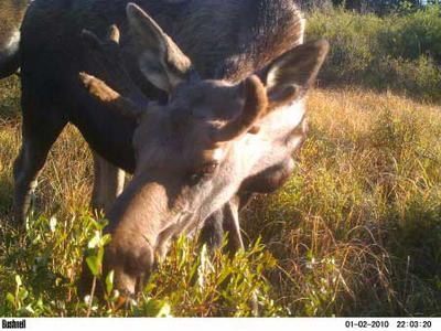 Immature Bull Moose Summer Antler Growth Close-up