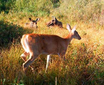 Cow Moose, Bull Moose and Whitetail Deer Doe