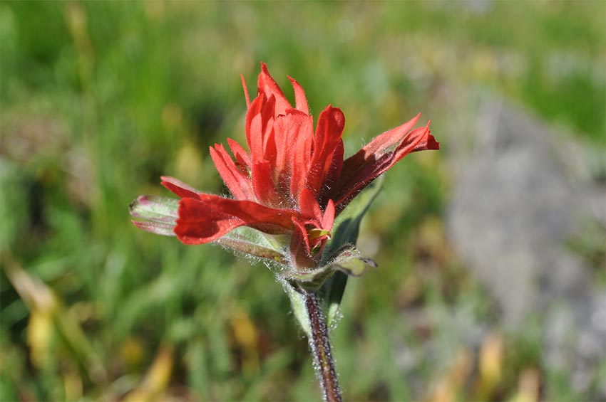 Indian Paint Brush Flower Vancouver Hiking Trails