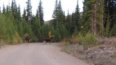 This bull and cow pair are turning to leave town!