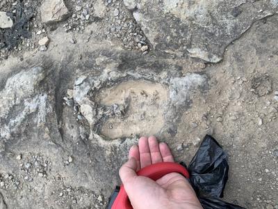 Possible Fossil Moose Track