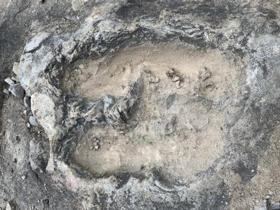 Close-up of possible fossilized moose track 