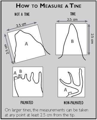 Moose Tine Measurement