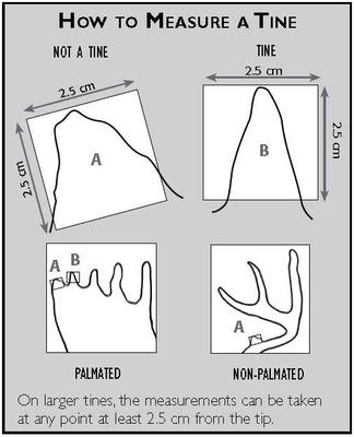 Moose Tine Measurement