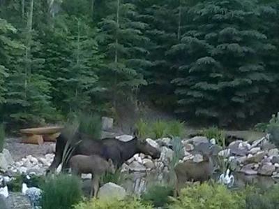 Note the horizontal positioning of the moose compared to the trees