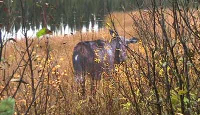 Montana Cow Moose Decoy setup on a grassy area.