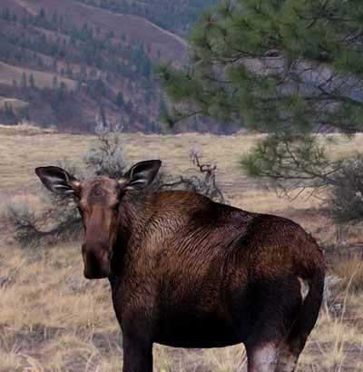 Montana Moose Decoy II set up on grass land