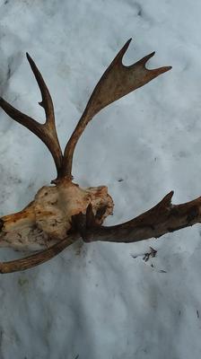 Moose Dead Head with Abnormal Antler Growth - Looking Down
