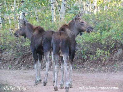 A couple of young bull moose that are not showing any spring antler growth.