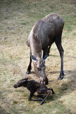 Calf Moose Growth at 15 Minutes