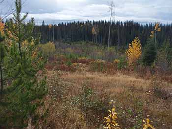 Bow Hunting Moose Habitat