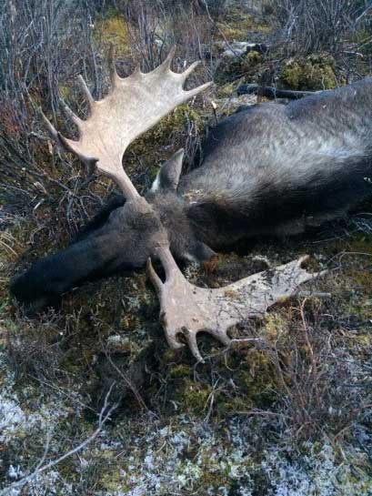A Yukon Moose, successfully called in