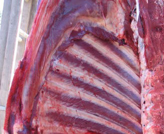 Moose Ribs - Ready to Butcher