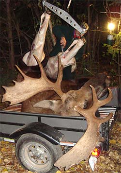 Moose on meat-hook