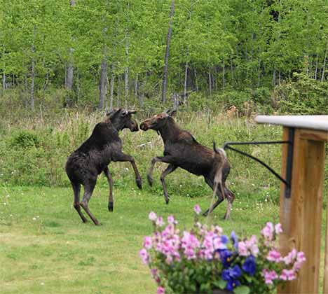 Two Moose Playing