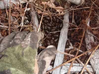 Fresh Moose Poop from a Moose Calf