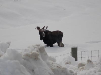 A Young Bull Moose Stands in Chest Deep Snow