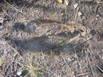 Fresh Bull Moose Track