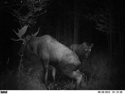 Bull Moose Urinating