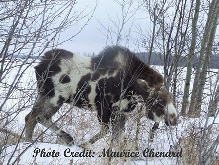 Pinto Moose | Piebald Moose | Spotted Moose