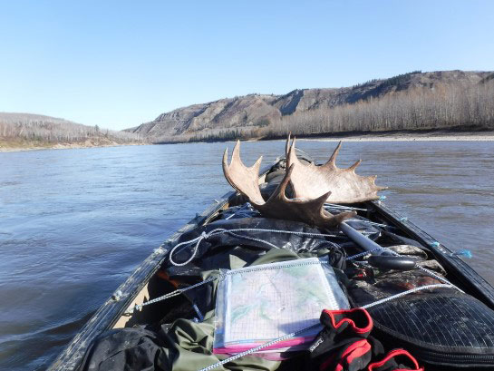 Bull moose antler loaded into a canoe.