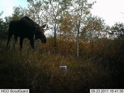 Saskatchewan Three Year Old Moose