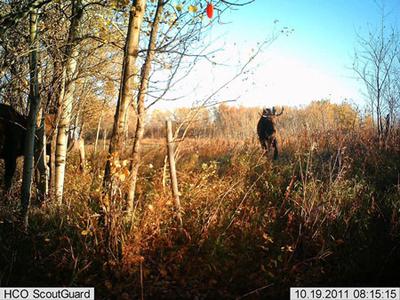 Saskatchewan Moose - Young Bull 