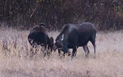 Small Bulls Play Fight