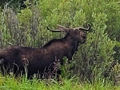 Young bull, moose, enjoying eating the moose Willow