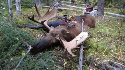 A Tri-Palm Moose taken with Archery Gear